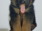 German Shepherd Long Cort Puppies