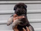 German Shepherd Long Coat Puppies