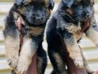 German Shepherd Long Coat Puppy