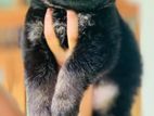 German Shepherd Long Coat Puppy