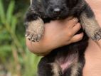 German Shepherd (Long Cort) Puppy