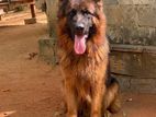 German Shepherd Long Cot Male Dog For Crossing