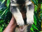 German Shepherd Long Cot Puppies