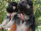 German Shepherd Long Coat Puppy