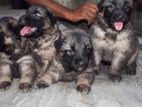 German Shepherd Long Cote