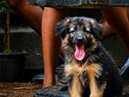 German Shepherd Long Cote