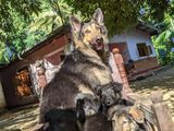 German Shepherd Long Coat puppy