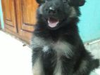 German Shepherd Long Court (Lion Shepherd)Puppy