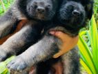 German Shepherd Long Court Puppies