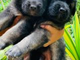 German Shepherd Long Coat Puppies