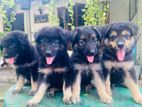 German Shepherd Long Coat Puppies