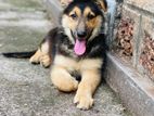 German Shepherd Long Coat puppy