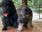 German Shepherd Long Coat Puppies