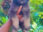 German Shepherd Long Coat Puppy