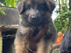 German Shepherd Long Coat