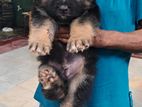 German Shepherd Long Fur Puppies