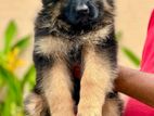 German Shepherd Long Hair Puppies