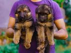 German Shepherd long hair puppies