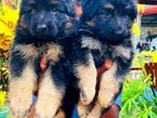 German Shepherd Long Hair Puppies