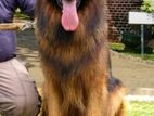 German Shepherd Long Hair Stud Service (Crossing)