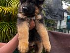 German Shepherd Long Haired