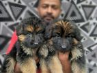 German Shepherd Long Hair Puppies