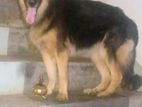 German Shepherd Dog