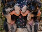 German Shepherd Longcoat Female Puppies