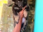 German Shepherd Long Coat Female Puppy
