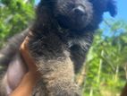 German Shepherd Long Coat Females
