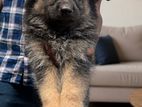 German Shepherd Longcoat