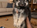 German Shepherd Long Coat