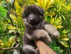 German Shepherd Longcoat Puppy
