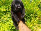 German Shepherd Longcoat Puppies