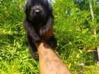 German Shepherd Lion Dog