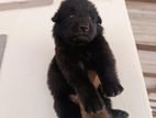 german shepherd longcoat lion