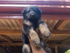 German Shepherd Long Coat Lion