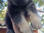 German Shepherd Longcoat Lion