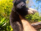 german shepherd longcoat lion