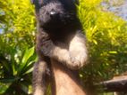 german shepherd longcoat lion