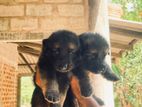 German Shepherd Long Coat Puppies