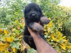German Shepherd Long Coat Puppy