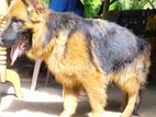 German Shepherd Longcoat Lion
