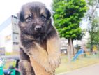 German Shepherd Long Coat Puppy