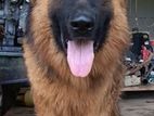 German Shepherd Longcoat Lion