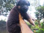 German Shepherd Puppy