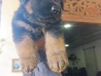 German Shepherd Longcoat Puppy