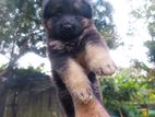 German Shepherd Long Coat Puppy