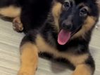 German Shepherd Long Coat Puppy