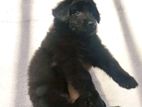 German Shepherd Long Coat Puppies